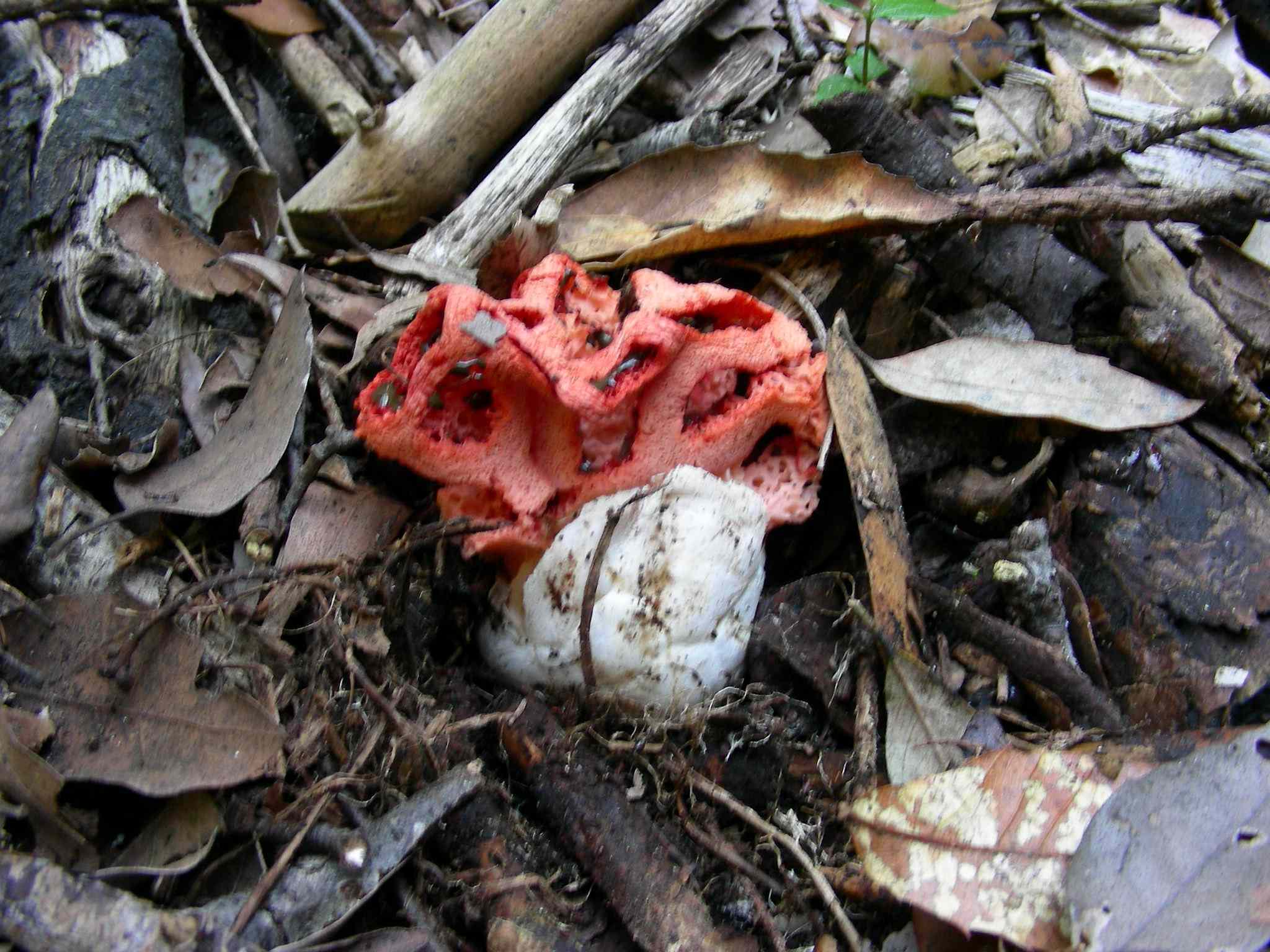 1985 Aprile vecchio ritrovamento